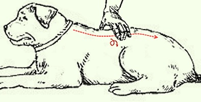 массаж позвоночника собаки